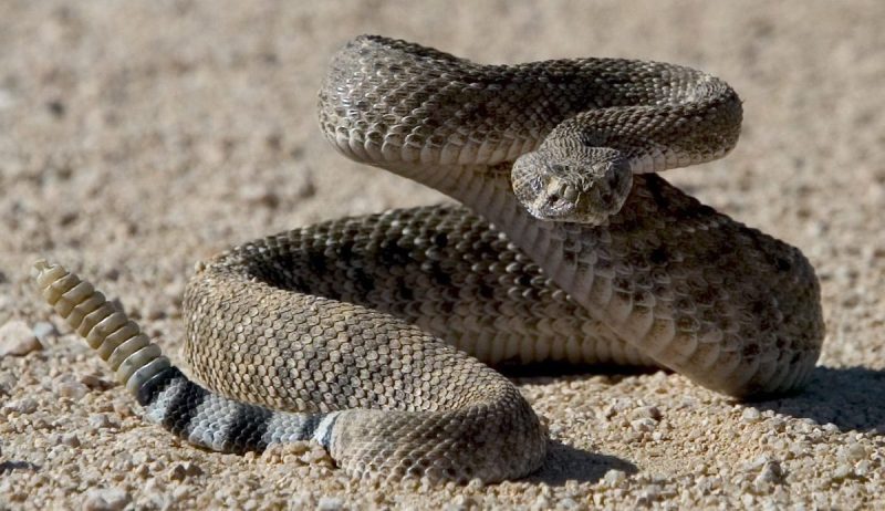 rattlesnake