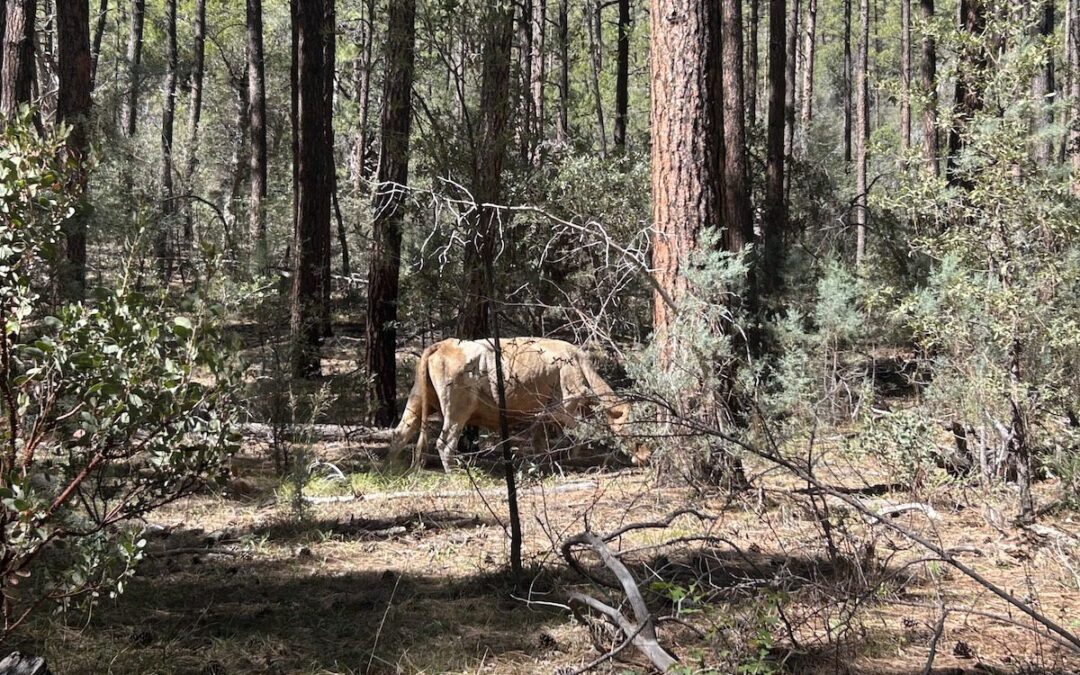 A half day in Payson: Where to hike and eat