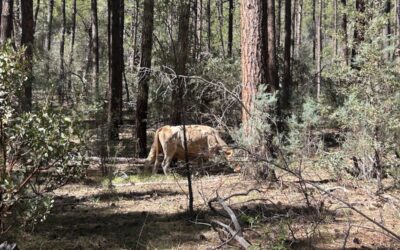 A half day in Payson: Where to hike and eat