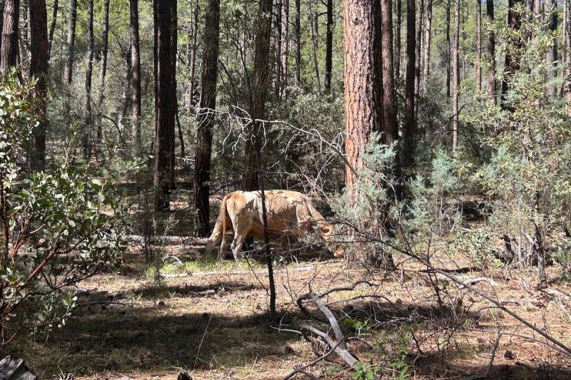 a cow in the middle of a forest