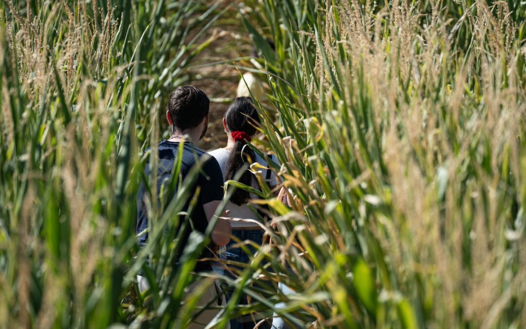 Best corn mazes in Phoenix and around Arizona, from kid friendly to scary