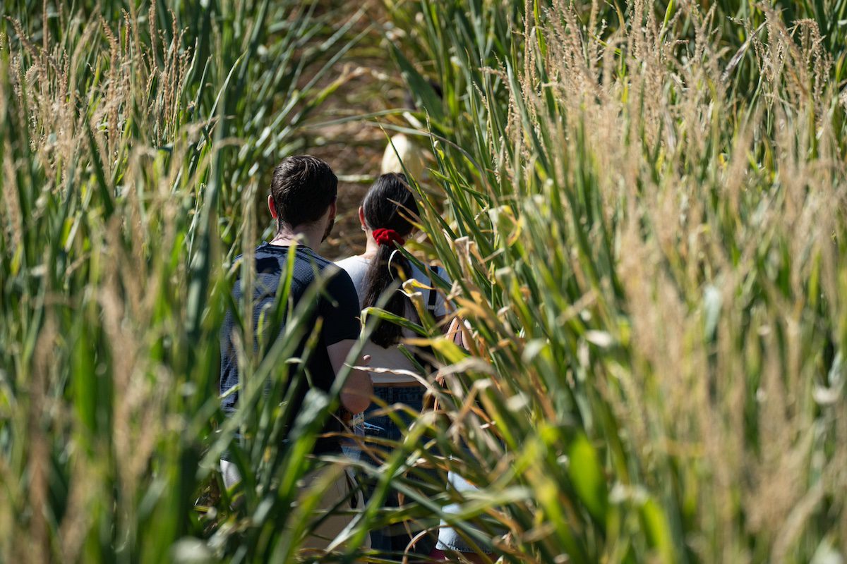 Best corn mazes in Phoenix and around Arizona, from kid friendly to scary