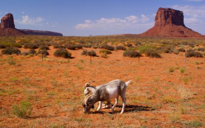 Tribal farmers in Arizona confront new barriers amid federal cuts, rural policy report shows