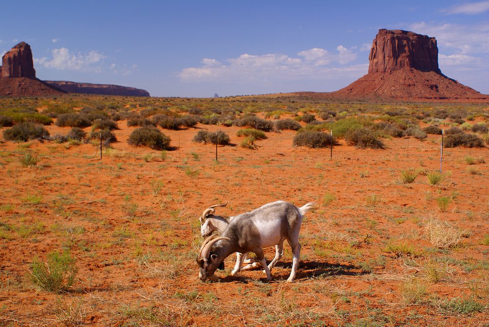 Tribal farmers in Arizona confront new barriers amid federal cuts, rural policy report shows