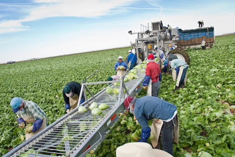 Farmworkers pick lettuce in Yuma
