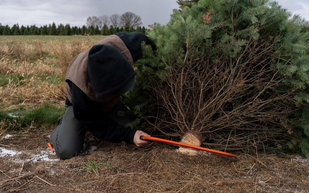 Where can I cut down a real Christmas tree? How to get a permit in Arizona