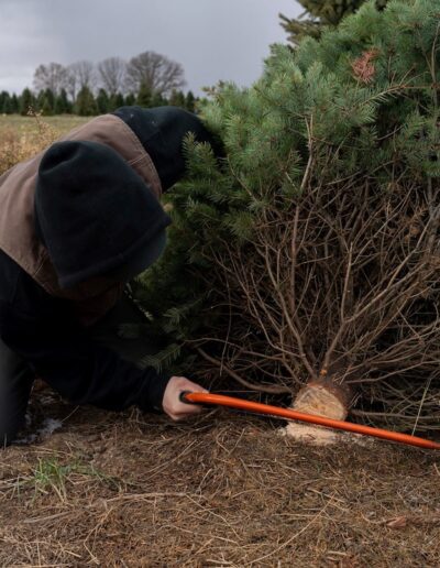 man cutting bottom of a pine tree from ground
