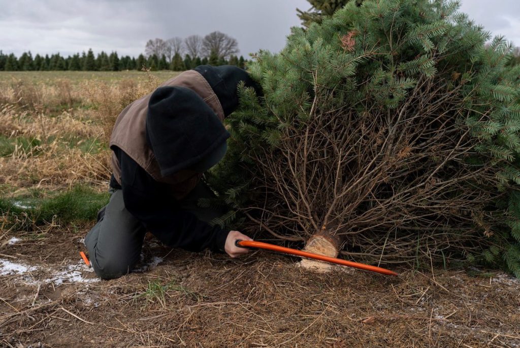 Where can I cut down a real Christmas tree? How to get a permit in Arizona