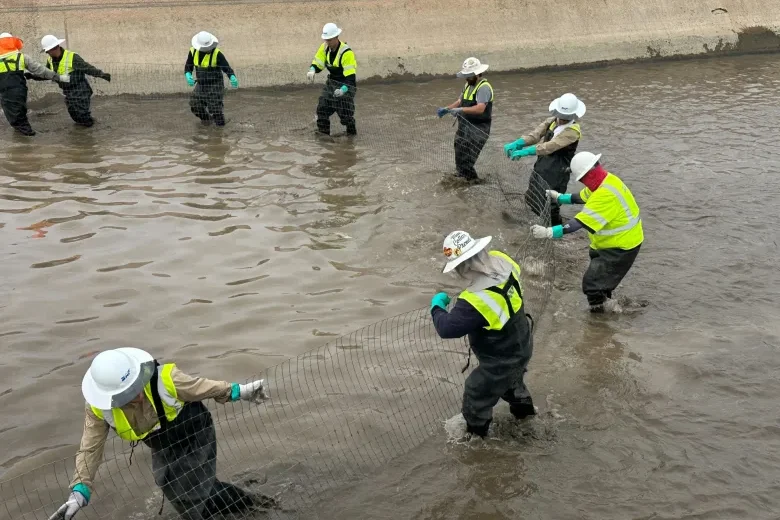 SRP workers use fencing to gather the white amur fish into one spot