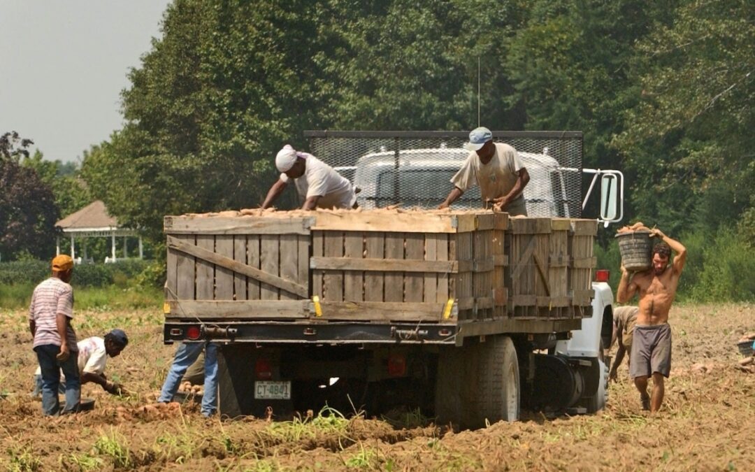 ICE appears to back off farm raids as Trump allows more foreign workers