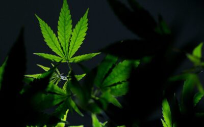 Trump signed an order on marijuana. What it means for Arizona