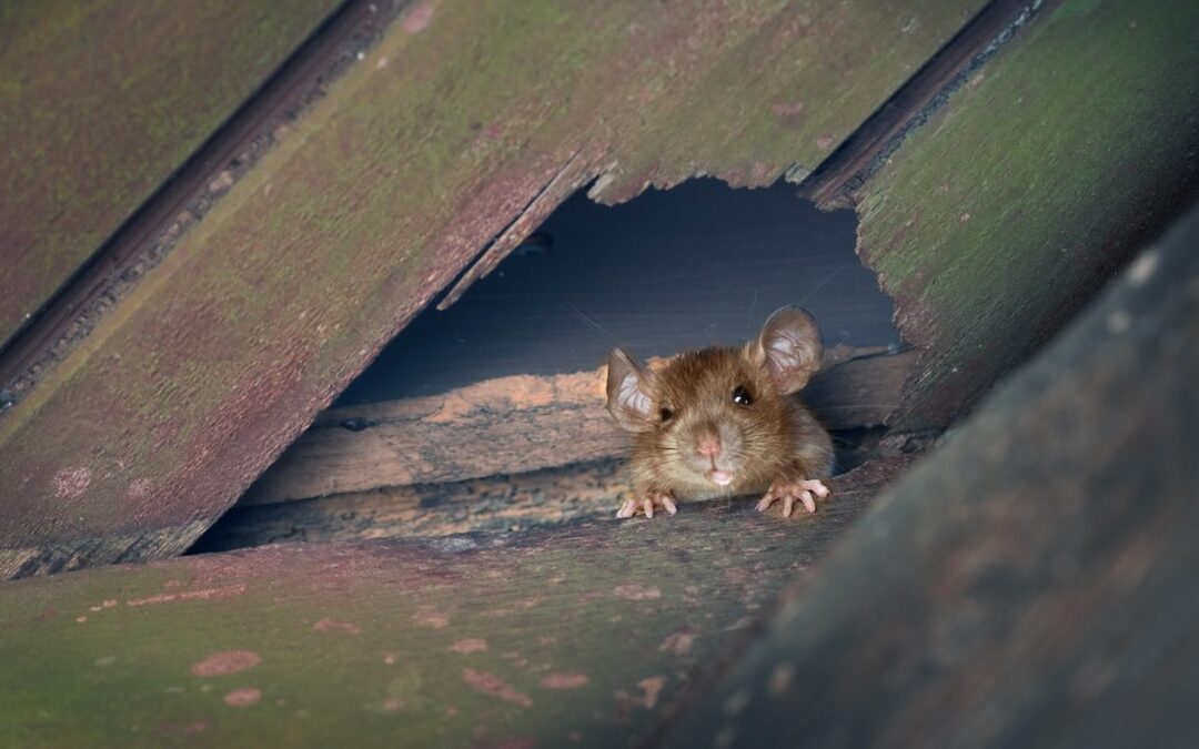 It’s roof rat season in Arizona. Here’s what to know about the rodents