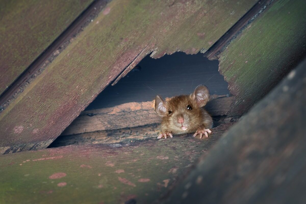roof rat peeking out from hole in wooden planks