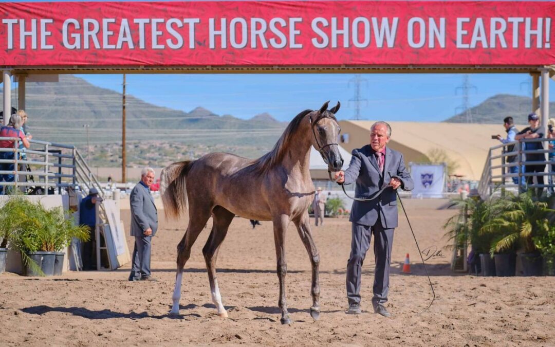 Your guide to the 2026 Scottsdale Arabian Horse Show