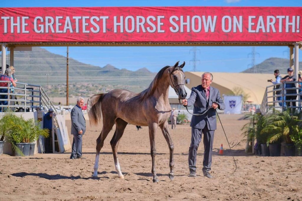 Your guide to the 2026 Scottsdale Arabian Horse Show