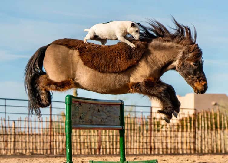 From the furry to the feathered, Arizona is home to extraordinary animals that have captured hearts and minds.