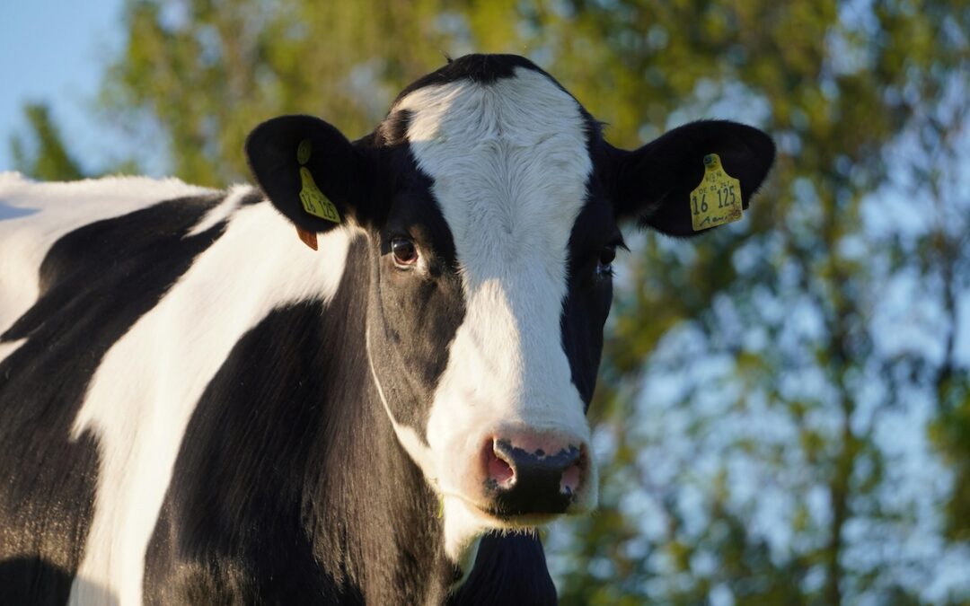 These adorable Arizona animals will turn your day around