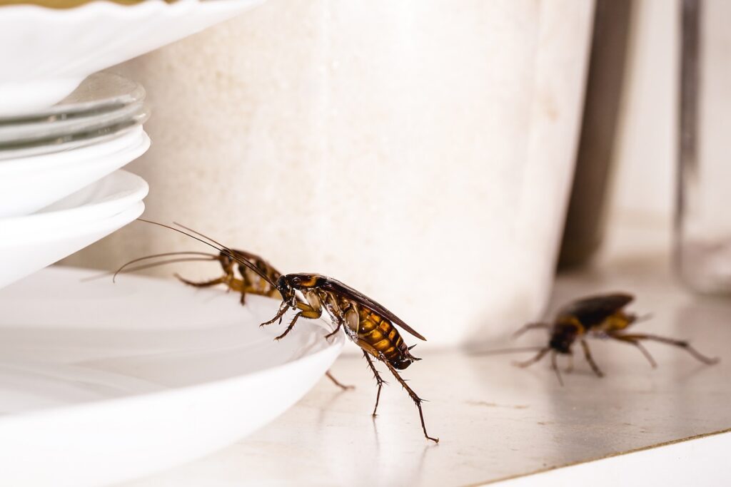 cockroaches walking over dishes on a counter