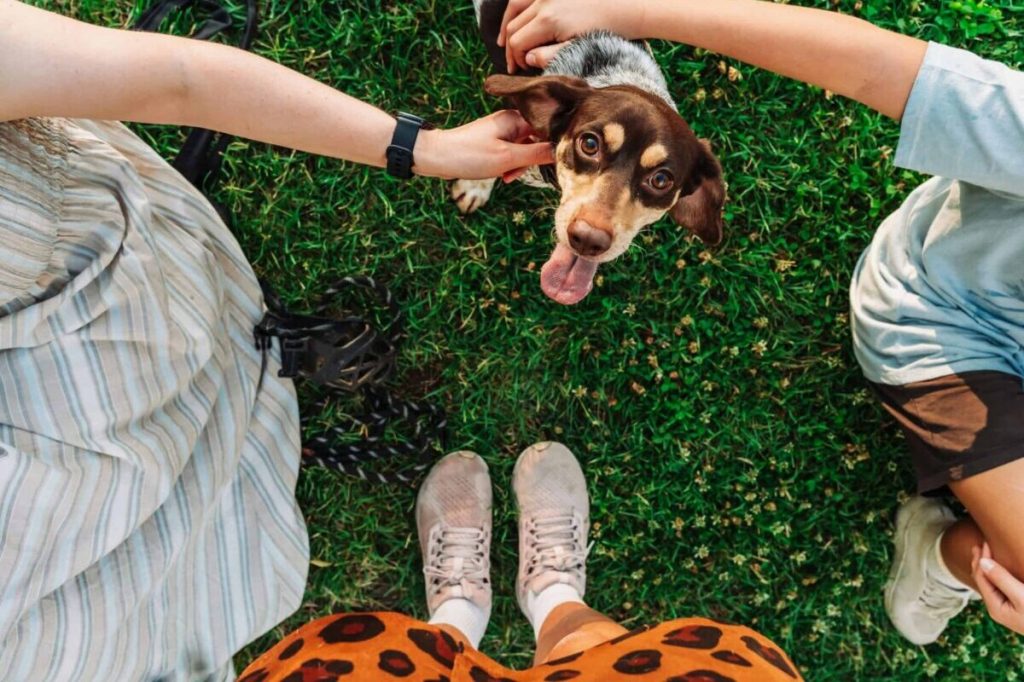 10 best dog parks in Phoenix for maximum zoomies & new BFFs