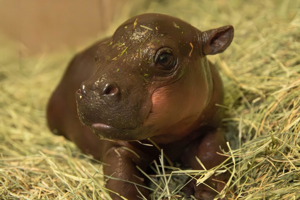 pygmy hippo