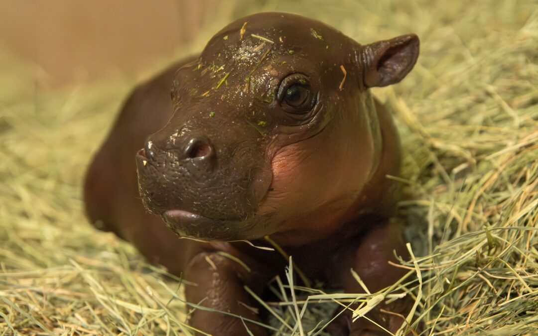 Move over, Moo Deng. Cute little pygmy hippo in Arizona needs a name