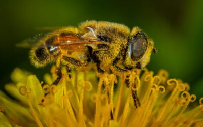 Why are allergies so bad in Arizona right now? What’s behind the surge