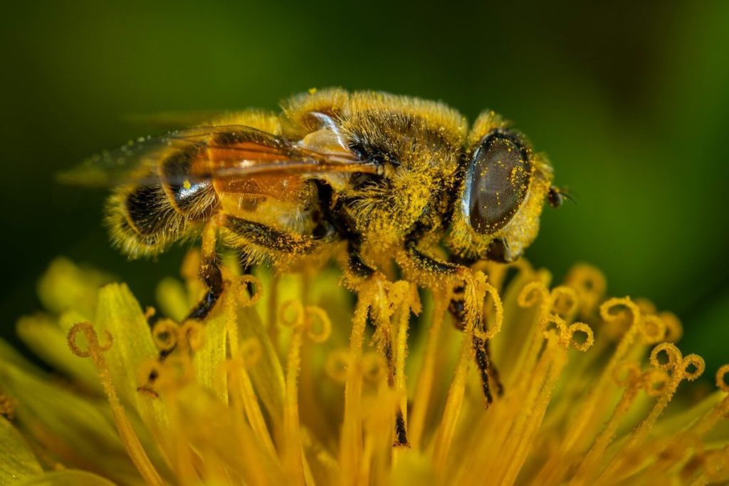 Why are allergies so bad in Arizona right now? What’s behind the surge