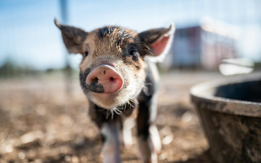 4 animal sanctuaries in Arizona (plus the animals you’ll see at each one)