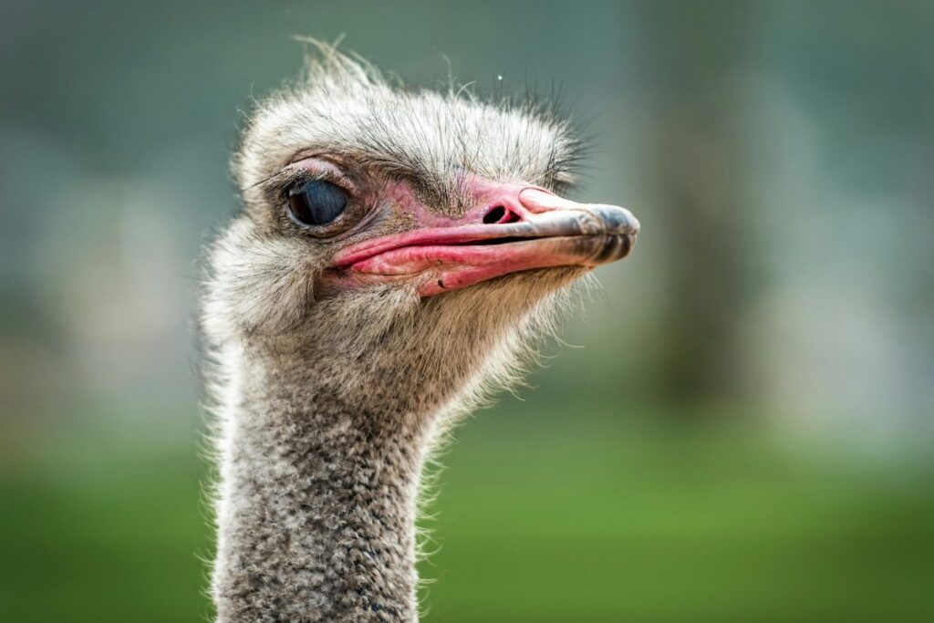 close up of ostrich's face