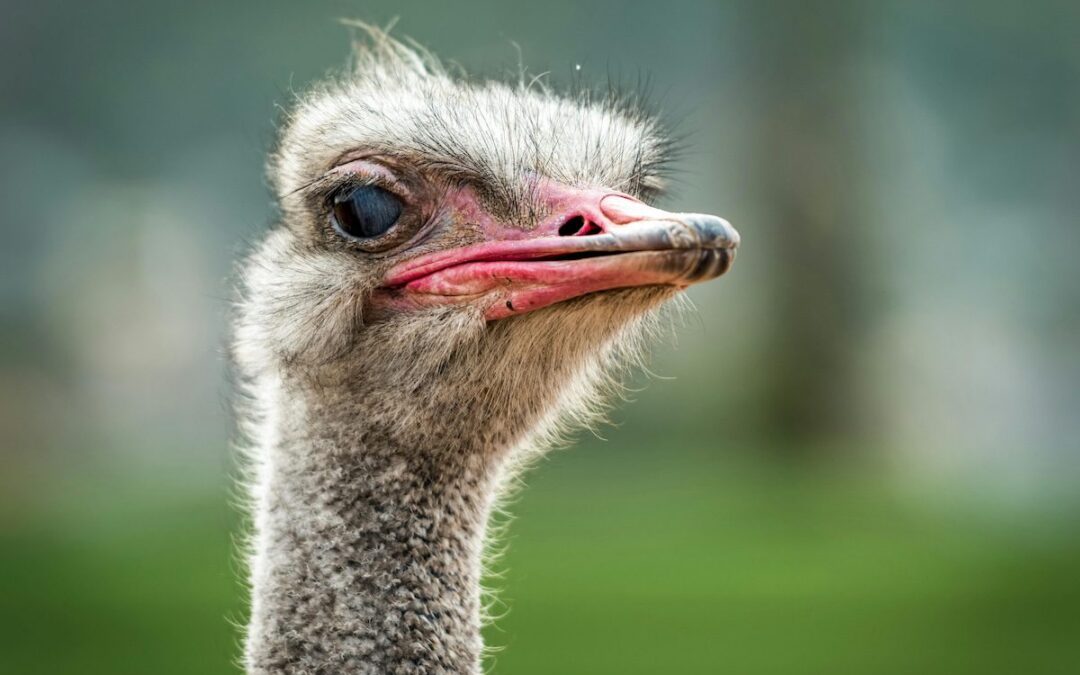 27 Arizona events to check out this weekend (March 20-22)