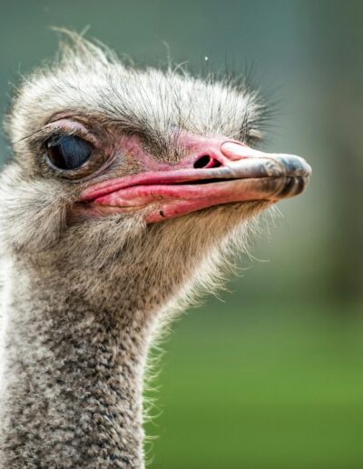 close up of ostrich's face