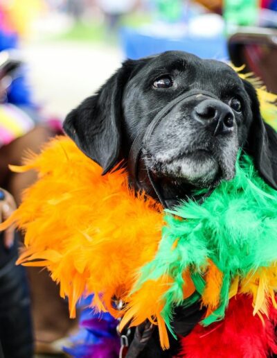 black dog in a multicolored boa