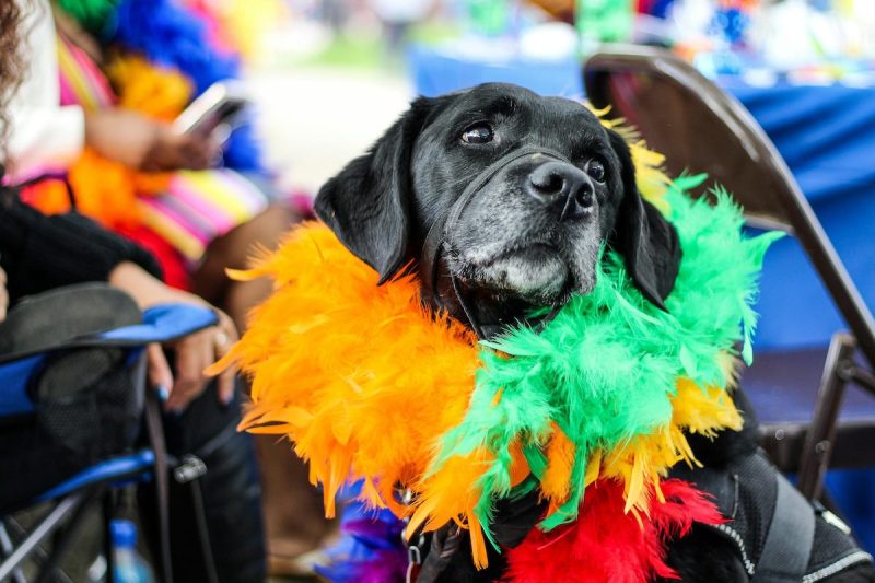 black dog in a multicolored boa