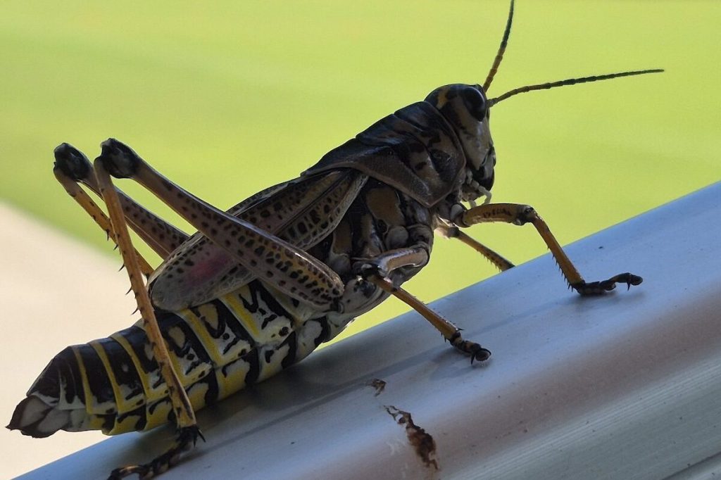 Why are grasshoppers everywhere in Phoenix right now? Here's the cause