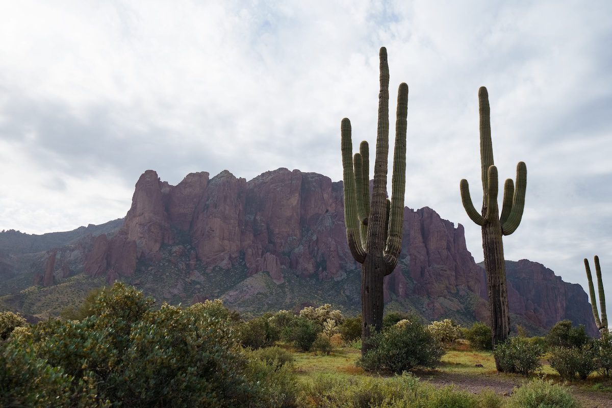 desert landscape with mountain and two saguaros
