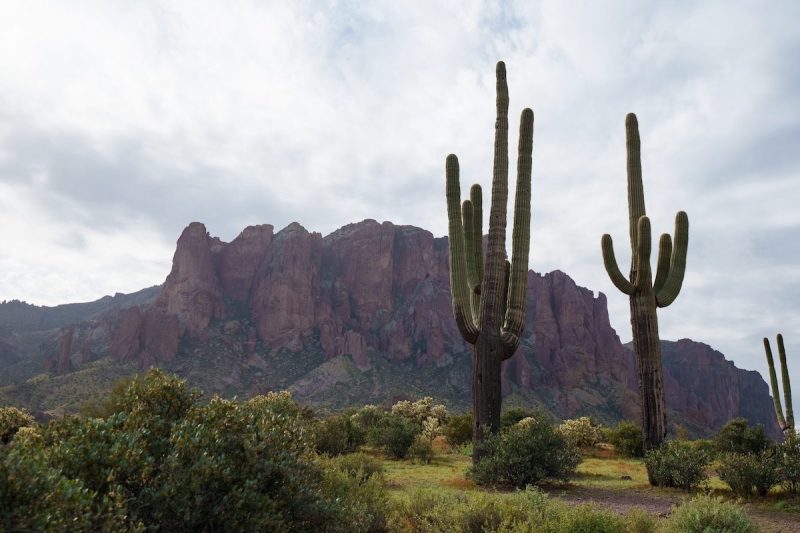 desert landscape with mountain and two saguaros