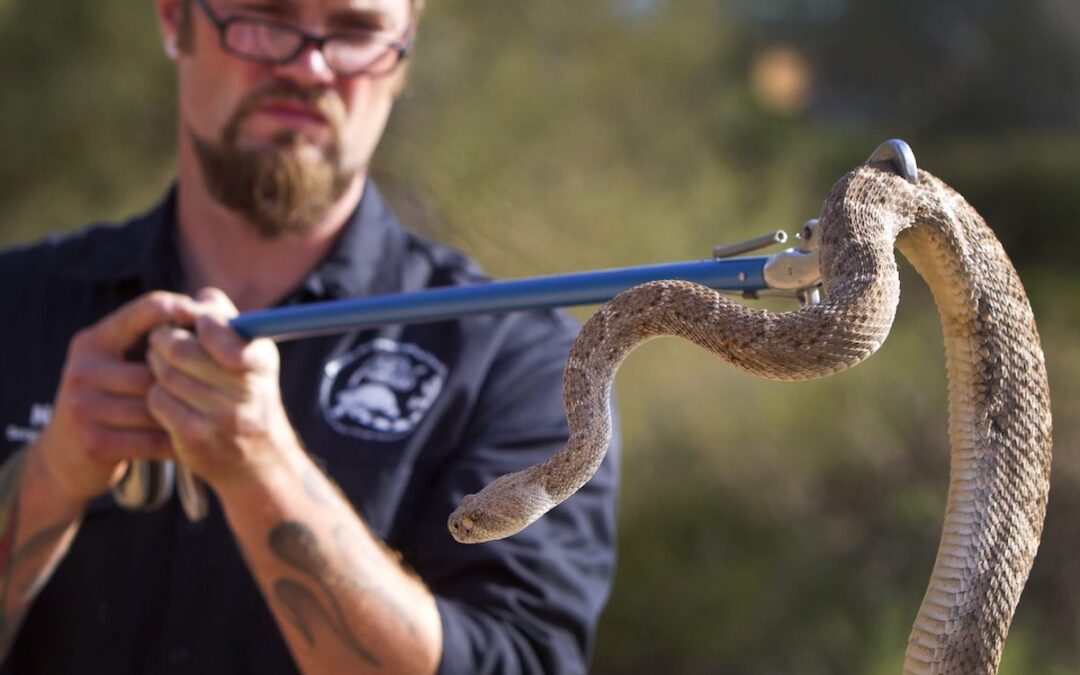 Arizona has the most kinds of rattlesnakes. Here’s how to avoid bites
