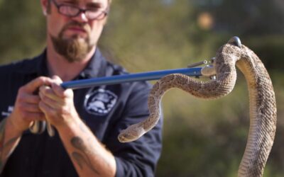 Arizona has the most kinds of rattlesnakes. Here’s how to avoid bites