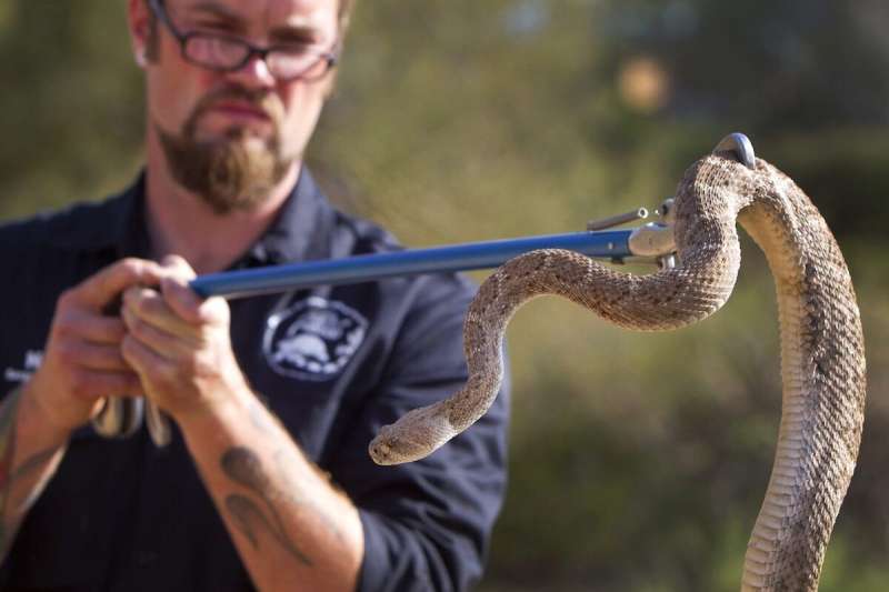 man holds a rattlesnake extended on a stick