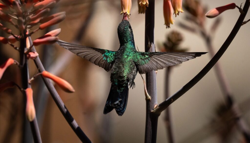 hummingbird feeding on a flower