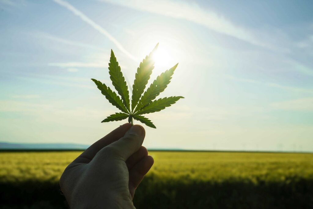 a hand holding a marijuana leaf up to a clear sky
