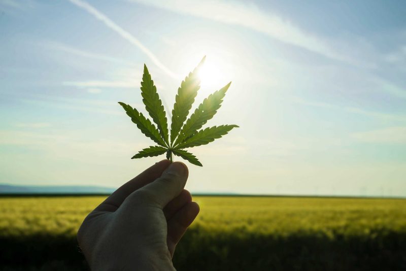 a hand holding a marijuana leaf up to a clear sky