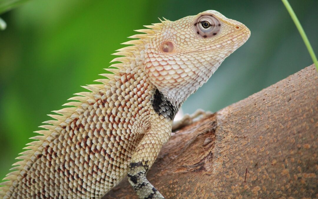 29 Arizona events to check out this weekend (April 17-19)