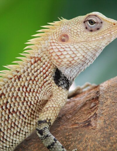 Oriental Garden Lizard on Tree