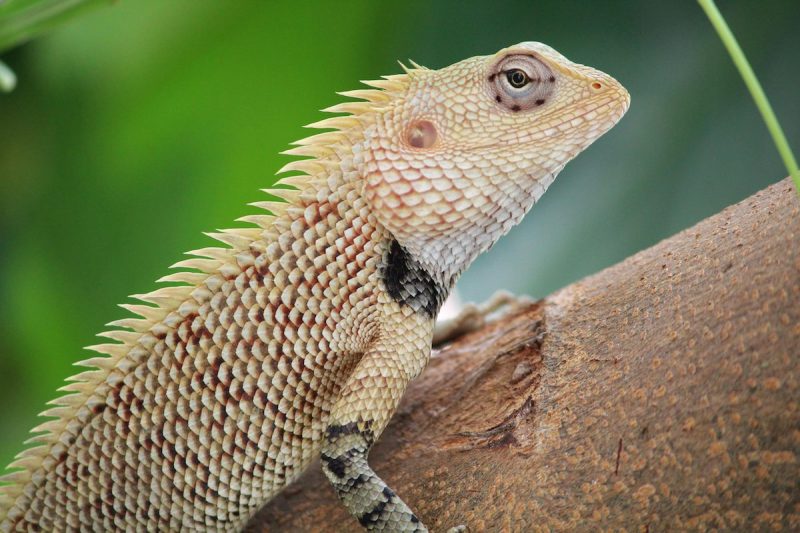 Oriental Garden Lizard on Tree
