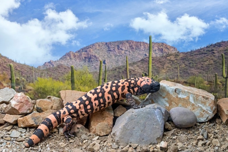 Gila monster climbing over rocks in desert landscape