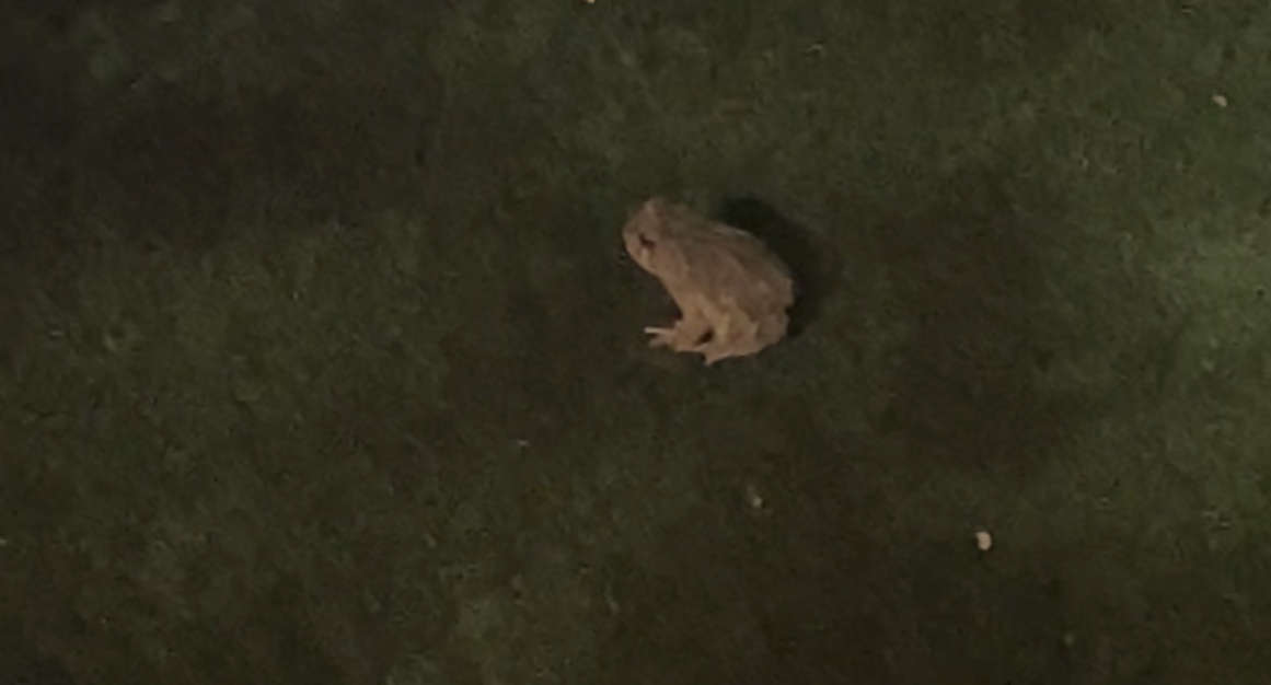 small frog on turf