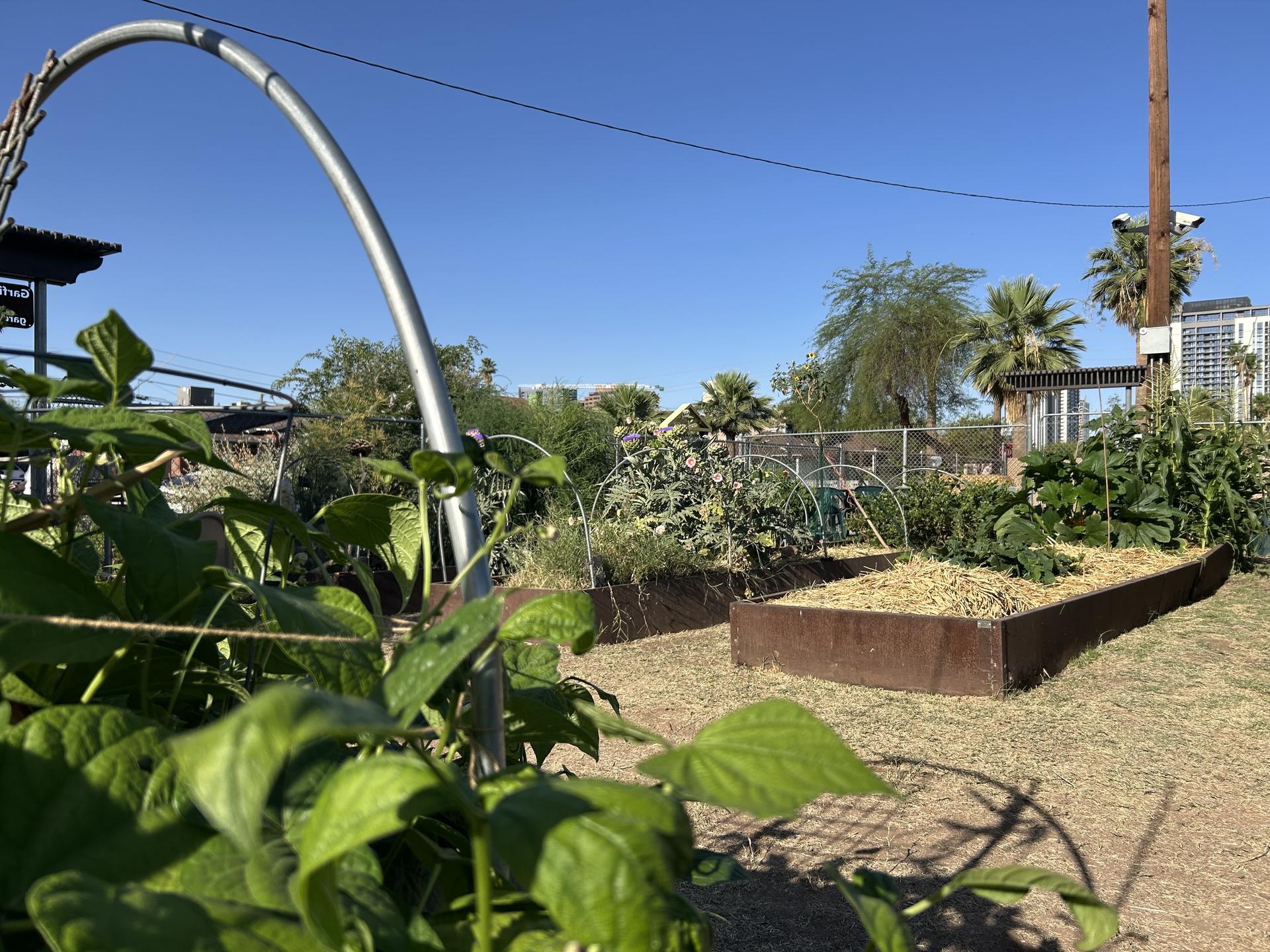 various green plants growing in raised garden beds