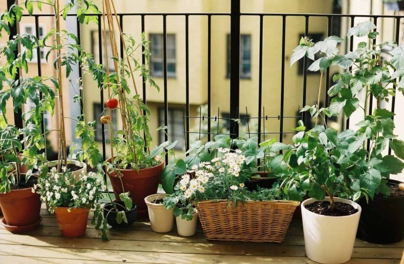 There are, however, multiple container-friendly plants that can thrive in Phoenix.