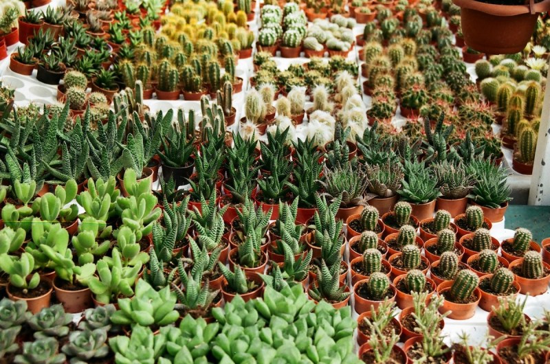 rows of various small pots of succulents and cacti